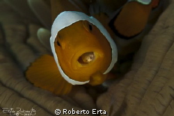 Clown Fish with parasite by Roberto Erta 
